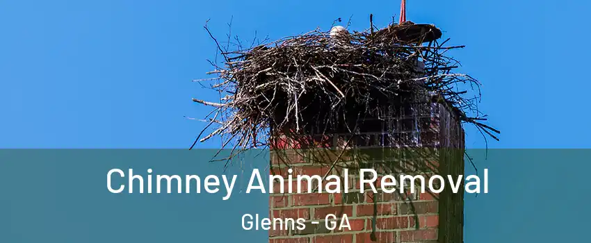 Chimney Animal Removal Glenns - GA