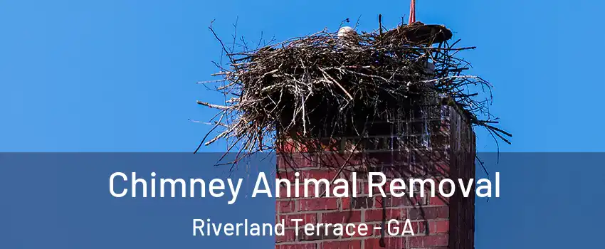 Chimney Animal Removal Riverland Terrace - GA