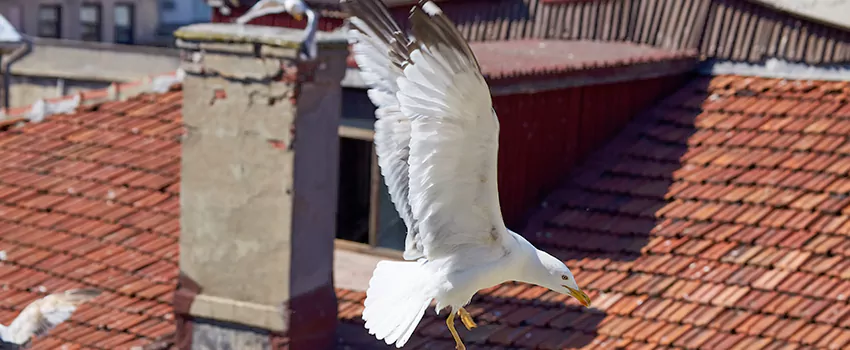 Residential Chimney Animal Removal Solution in Allendale, GA